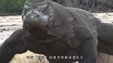日本女子绑一块肉，作死“勾引”科莫多巨蜥追赶，这是嫌命太长？