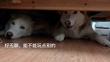 犯错的二哈，你们以为藏床底下就找不到了吗