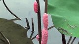 水边遍布“粉色肉球”，被当作美食引进，结果却是引狼入室！