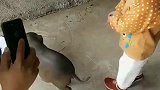 猪：你这熊孩子放开我，信不信我咬你！