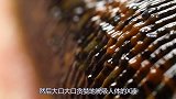 水蛭在澳洲泛滥成灾，我国却称它为“软黄金”，究竟是怎么回事