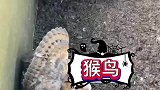 好久没去小区天台上晒衣服了，在角落里发现了几只鸟