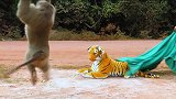 小哥整蛊猴子：把老虎当作礼物送给它，猴子一看清直接吓到飞起！