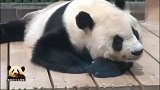 招人喜欢招人疼的熊猫旦旦趴在镜头前认真卖萌，可爱指数爆表