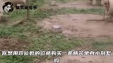 看给孩子可怜的，哭的都会打鸣了