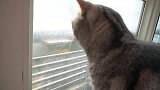 猫咪看到窗户外面的苍蝇，从激动到发呆，最后苍蝇跑了也不知道