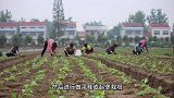 大白菜怎样栽培？