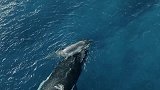 雄性大翅鲸前来求爱，雌性大翅鲸立刻将宝宝保护起来