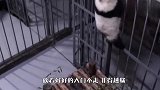 举报！这里有只熊猫偷偷越狱！镜头记录爆笑全程