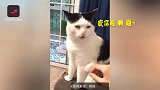 猫咪被主人吐槽胖，内心毫无波澜！