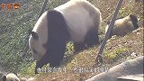 熊猫宝宝打妈妈，结果却被熊猫妈妈摁着一顿打，场面笑翻了