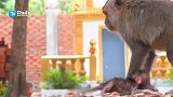 猴子小萨米被坏猴绑架感到恐惧，猴妈重拳出击救出宝宝！