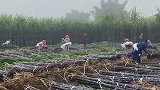 表弟家开始收甘蔗了，在村里雇了几十人来收甘蔗，收获满满啊