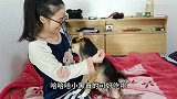 主人逼迫狗狗吃柠檬,狗狗被塞进嘴里几块柠檬：好酸啊！真逗！