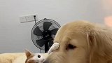我才是这个家里唯一的一只狗！