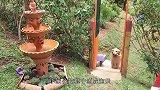 都说金毛犬聪明，不过也有“犯浑”的一天，网友：有点蠢萌