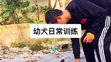 高动力马犬