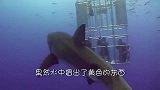 鲨鱼在水中闹肚子，直接给游客一个“生化武器”，鲨鱼也很懵