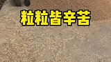 谁知盘中餐粒粒皆辛苦，只有老一辈的人懂