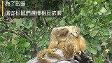 天气冷一群松鼠抱团取暖,太可爱了!