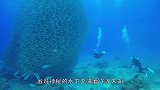 深海中的动物，看清后不淡定了，网友：太神奇了