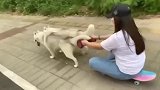 哈士奇：雪橇犬是用来拉雪橇的，不是用来拉车的！