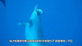 河豚一遇到危险就把自己鼓成球，结果被海豚发现，玩的可开心了！