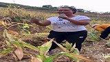 地道的农民，田地里唱歌