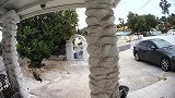 猫咪正在看家，不料一只野狼冲了过来，将猫咪锁喉狂甩！