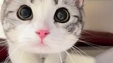 这可爱的小猫咪凑过来，你真的不会心动吗