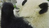 #国宝熊猫 都这么胖了还吃呢