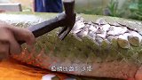 世界上最大的淡水鱼，鱼鳞比盔甲还硬，用锤子才能敲下鱼鳞！