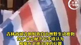 今早醒了！昨晚被打四只麻醉剂的东北虎已苏醒！