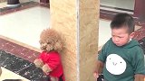 宝宝和泰迪打架，被妈妈“罚站”训斥，想哭又不敢哭!