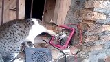 小猫自己照镜子吓得尖叫，模样太傻了，看一次笑一次！