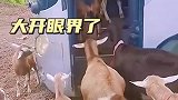 羊居然坐公交车