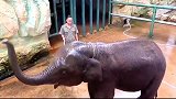 动物园里的大象，每天饲养员都洗澡，爱护大自然保护动物！