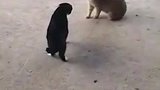 本来两只猫之间没有多大事