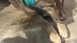 狗狗预感到自己要离世离家出走，不想给主人添麻烦