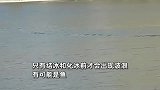 网曝新疆一景区有水怪，平静水面上有不明物体游动，景区回应