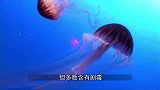 海龟看到水母，就像是看到棉花糖一样，但要小心“糖衣炮弹”！