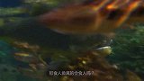 食人鱼真的会“食人”吗？牛人大胆跳入了鱼群，结果出乎意料！