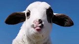“乌兰察布蓝”底羊羊一寸照，萌化了！羊 可爱 小可爱萌萌哒