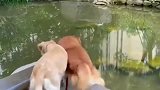 两只狗自看到对岸的猫，接下来这一幕，看完我快笑岔气了！