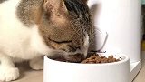 猫咪：我喝水的的碗可能有点大，不要见怪！