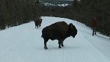 美国黄石公园两野牛跑到游览车前奔跑 游客以为要撞车
