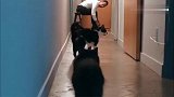 黑猫准备偷袭男主人，却被飞奔而来的猪队友破坏了！