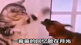 这就是喵大侠了吧
