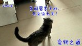 小流浪猫适应新家后，像打鸡血一样去招惹公猫，公猫的表现太逗了