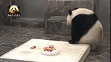 熊猫旦旦不愿给大家展示自己的吃相，害羞地转过身去，好可爱